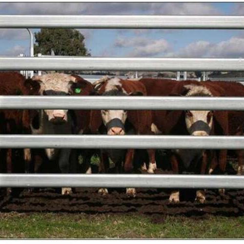 Cattle Fence Panels  - Quality, Portable & Strong
