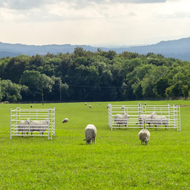 Galvanised portable sheep panels — farm use