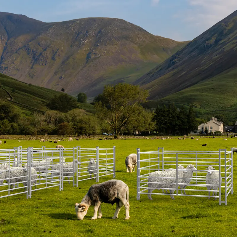 Portable sheep hurdles forming pens and lanes