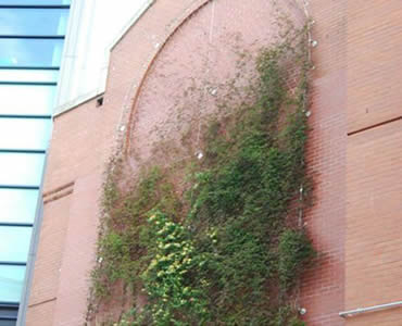 0856edcad1dd9fe9c4d718434d88 Green wall protecting pink façade