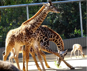 547e0db4c6a2ef6a67f12761be11