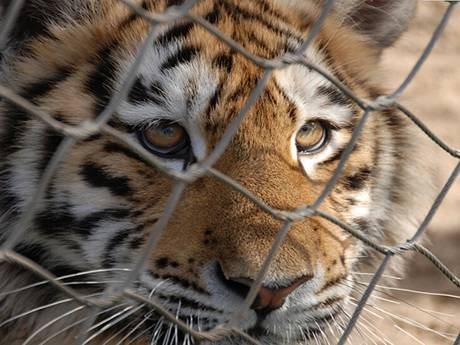 Rope mesh tiger fencing chain link wire design