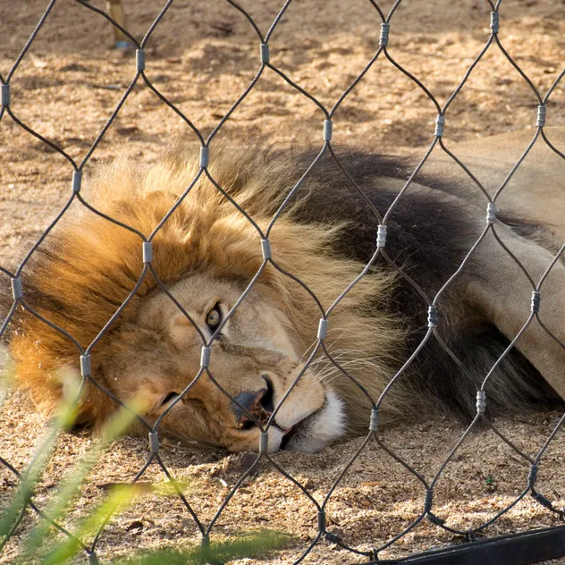 Plant-Climbing-Green-Wall-Facade-Decorative-Stainless-Steel-Cable-Wire-Rope-Mesh-Net-8