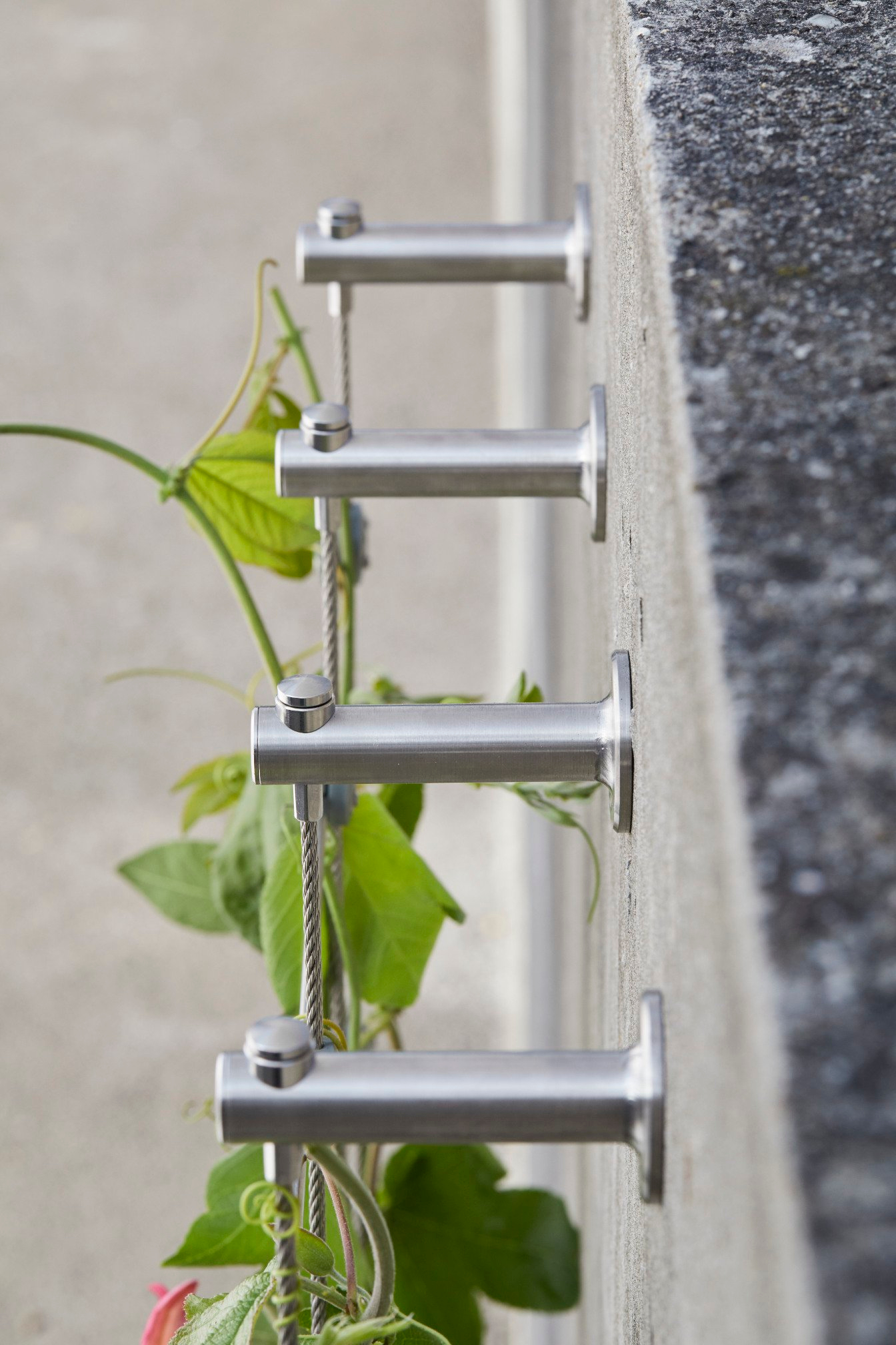 Stainless-Steel-Spacers-for-Trellis-Jakob Primary support: stainless steel wall spacers/brackets creating stand-off for green wall